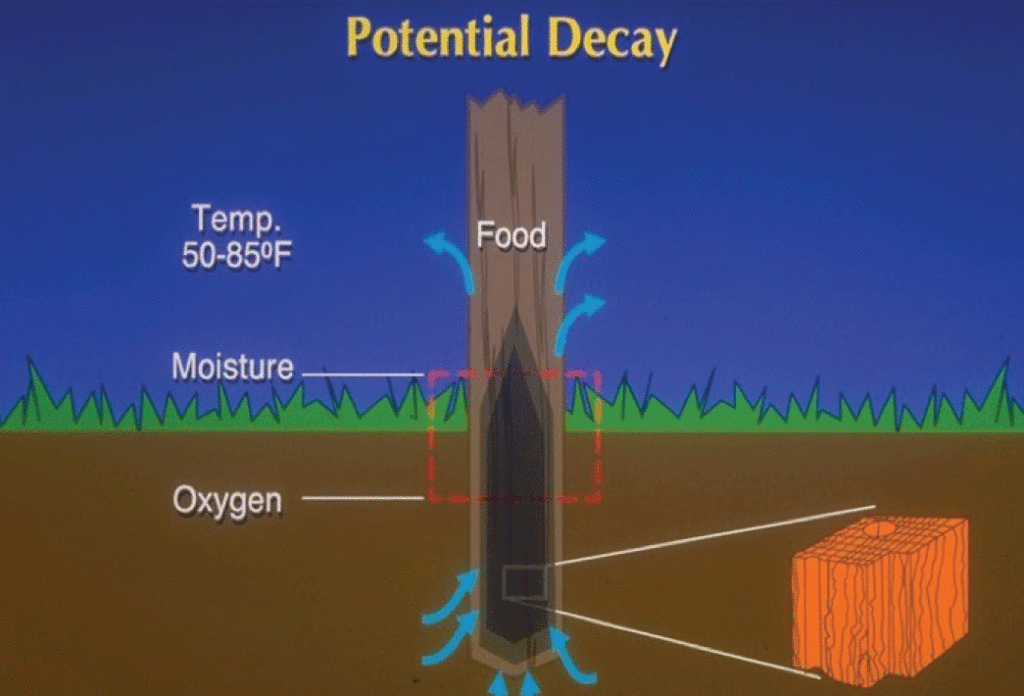 Figure 2. Effects of potential decay on wooden poles